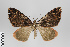  (Deinoptila - ID 18279)  @15 [ ] Copyright (2011) Gunnar Brehm Institut fuer Spezielle Zoologie und Evolutionsbiologie, Friedrich-Schiller Universitat Jena