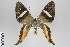 ( - ID 18294)  @13 [ ] Copyright (2011) Gunnar Brehm Institut fuer Spezielle Zoologie und Evolutionsbiologie, Friedrich-Schiller Universitat Jena