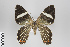  ( - ID 18297)  @11 [ ] Copyright (2011) Gunnar Brehm Institut fuer Spezielle Zoologie und Evolutionsbiologie, Friedrich-Schiller Universitat Jena