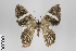  ( - ID 18298)  @11 [ ] Copyright (2011) Gunnar Brehm Institut fuer Spezielle Zoologie und Evolutionsbiologie, Friedrich-Schiller Universitat Jena