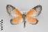  ( - ID 18299)  @11 [ ] Copyright (2011) Gunnar Brehm Institut fuer Spezielle Zoologie und Evolutionsbiologie, Friedrich-Schiller Universitat Jena