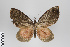  ( - ID 18519)  @11 [ ] Copyright (2011) Gunnar Brehm Institut fuer Spezielle Zoologie und Evolutionsbiologie, Friedrich-Schiller Universitat Jena