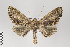  (Pero turba - ID 22019a)  @15 [ ] Copyright (2011) Gunnar Brehm Institut fuer Spezielle Zoologie und Evolutionsbiologie, Friedrich-Schiller Universitat Jena