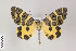  ( - ID 22703)  @13 [ ] Copyright (2011) Gunnar Brehm Institut fuer Spezielle Zoologie und Evolutionsbiologie, Friedrich-Schiller Universitat Jena