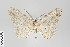  ( - ID 22712)  @13 [ ] Copyright (2011) Gunnar Brehm Institut fuer Spezielle Zoologie und Evolutionsbiologie, Friedrich-Schiller Universitat Jena