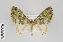  (Hammaptera praderia - ID 22758)  @15 [ ] Copyright (2011) Gunnar Brehm Institut fuer Spezielle Zoologie und Evolutionsbiologie, Friedrich-Schiller Universitat Jena