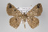 (Parilexia BOLD:AAY7474 - ID 22761)  @14 [ ] Copyright (2011) Gunnar Brehm Institut fuer Spezielle Zoologie und Evolutionsbiologie, Friedrich-Schiller Universitat Jena