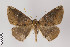  ( - ID 22777)  @13 [ ] Copyright (2011) Gunnar Brehm Institut fuer Spezielle Zoologie und Evolutionsbiologie, Friedrich-Schiller Universitat Jena