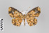  ( - ID 22801)  @13 [ ] Copyright (2011) Gunnar Brehm Institut fuer Spezielle Zoologie und Evolutionsbiologie, Friedrich-Schiller Universitat Jena