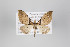  ( - ID 22807)  @13 [ ] Copyright (2011) Gunnar Brehm Institut fuer Spezielle Zoologie und Evolutionsbiologie, Friedrich-Schiller Universitat Jena