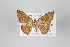  ( - ID 22811)  @13 [ ] Copyright (2011) Gunnar Brehm Institut fuer Spezielle Zoologie und Evolutionsbiologie, Friedrich-Schiller Universitat Jena