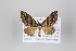  ( - ID 22845)  @13 [ ] Copyright (2011) Gunnar Brehm Institut fuer Spezielle Zoologie und Evolutionsbiologie, Friedrich-Schiller Universitat Jena