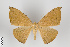  ( - ID 8356)  @13 [ ] Copyright (2011) Gunnar Brehm Institut fuer Spezielle Zoologie und Evolutionsbiologie, Friedrich-Schiller Universitat Jena