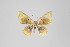  ( - ID 8948)  @14 [ ] Copyright (2011) Gunnar Brehm Institut fuer Spezielle Zoologie und Evolutionsbiologie, Friedrich-Schiller Universitat Jena