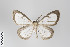  (Genussa hyalaria - ID 9147)  @14 [ ] Copyright (2011) Gunnar Brehm Institut fuer Spezielle Zoologie und Evolutionsbiologie, Friedrich-Schiller Universitat Jena