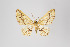  ( - ID 11038)  @12 [ ] Copyright (2011) Gunnar Brehm Institut fuer Spezielle Zoologie und Evolutionsbiologie, Friedrich-Schiller Universitat Jena