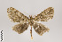  ( - ID 14012)  @11 [ ] Copyright (2011) Gunnar Brehm Institut fuer Spezielle Zoologie und Evolutionsbiologie, Friedrich-Schiller Universitat Jena