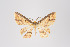  ( - ID 14978)  @13 [ ] Copyright (2011) Gunnar Brehm Institut fuer Spezielle Zoologie und Evolutionsbiologie, Friedrich-Schiller Universitat Jena