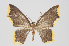  ( - ID 15537)  @15 [ ] Copyright (2011) Gunnar Brehm Institut fuer Spezielle Zoologie und Evolutionsbiologie, Friedrich-Schiller Universitat Jena