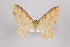  ( - ID 15762)  @14 [ ] Copyright (2011) Gunnar Brehm Institut fuer Spezielle Zoologie und Evolutionsbiologie, Friedrich-Schiller Universitat Jena