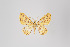  ( - ID 18561)  @14 [ ] Copyright (2011) Gunnar Brehm Institut fuer Spezielle Zoologie und Evolutionsbiologie, Friedrich-Schiller Universitat Jena