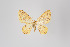  ( - ID 18564)  @13 [ ] Copyright (2011) Gunnar Brehm Institut fuer Spezielle Zoologie und Evolutionsbiologie, Friedrich-Schiller Universitat Jena