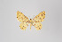  ( - ID 18566)  @13 [ ] Copyright (2011) Gunnar Brehm Institut fuer Spezielle Zoologie und Evolutionsbiologie, Friedrich-Schiller Universitat Jena