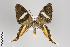 ( - ID 18628)  @13 [ ] Copyright (2011) Gunnar Brehm Institut fuer Spezielle Zoologie und Evolutionsbiologie, Friedrich-Schiller Universitat Jena