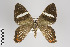 ( - ID 18631)  @12 [ ] Copyright (2011) Gunnar Brehm Institut fuer Spezielle Zoologie und Evolutionsbiologie, Friedrich-Schiller Universitat Jena