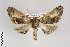  (Pero caliginosa - ID 18638)  @15 [ ] Copyright (2011) Gunnar Brehm Institut fuer Spezielle Zoologie und Evolutionsbiologie, Friedrich-Schiller Universitat Jena