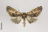  ( - ID 18639)  @14 [ ] Copyright (2011) Gunnar Brehm Institut fuer Spezielle Zoologie und Evolutionsbiologie, Friedrich-Schiller Universitat Jena