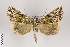  (Charca fulminea - ID 29173)  @11 [ ] Copyright (2011) Gunnar Brehm Institut fuer Spezielle Zoologie und Evolutionsbiologie, Friedrich-Schiller Universitat Jena