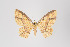  ( - ID 29841)  @14 [ ] Copyright (2011) Gunnar Brehm Institut fuer Spezielle Zoologie und Evolutionsbiologie, Friedrich-Schiller Universitat Jena