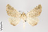  (Erosina rusticata - ID 41714)  @12 [ ] Copyright (2011) Gunnar Brehm Institut fuer Spezielle Zoologie und Evolutionsbiologie, Friedrich-Schiller Universitat Jena