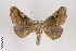  ( - ID 44624)  @14 [ ] Copyright (2011) Gunnar Brehm Institut fuer Spezielle Zoologie und Evolutionsbiologie, Friedrich-Schiller Universitat Jena