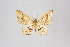  ( - ID 5137)  @12 [ ] Copyright (2011) Gunnar Brehm Institut fuer Spezielle Zoologie und Evolutionsbiologie, Friedrich-Schiller Universitat Jena
