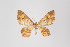  ( - ID 8972)  @12 [ ] Copyright (2011) Gunnar Brehm Institut fuer Spezielle Zoologie und Evolutionsbiologie, Friedrich-Schiller Universitat Jena