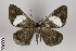  ( - ID 12114)  @14 [ ] Copyright (2013) Gunnar Brehm Institut fuer Spezielle Zoologie und Evolutionsbiologie, Friedrich-Schiller Universität Jena