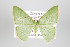  ( - ID 15038)  @14 [ ] Copyright (2013) Gunnar Brehm Institut fuer Spezielle Zoologie und Evolutionsbiologie, Friedrich-Schiller Universität Jena