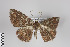  ( - ID 15297)  @13 [ ] Copyright (2013) Gunnar Brehm Institut fuer Spezielle Zoologie und Evolutionsbiologie, Friedrich-Schiller Universität Jena