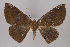  ( - ID 15369)  @14 [ ] Copyright (2013) Gunnar Brehm Institut fuer Spezielle Zoologie und Evolutionsbiologie, Friedrich-Schiller Universität Jena