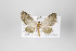  (Eupithecia batida - ID 18663)  @13 [ ] Copyright (2013) Gunnar Brehm Institut fuer Spezielle Zoologie und Evolutionsbiologie, Friedrich-Schiller Universität Jena