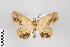  ( - ID 18687)  @13 [ ] Copyright (2013) Gunnar Brehm Institut fuer Spezielle Zoologie und Evolutionsbiologie, Friedrich-Schiller Universität Jena