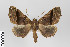  (Pero nr. pretensa - ID 18713)  @14 [ ] Copyright (2013) Gunnar Brehm Institut fuer Spezielle Zoologie und Evolutionsbiologie, Friedrich-Schiller Universität Jena