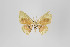  ( - ID 18732)  @14 [ ] Copyright (2013) Gunnar Brehm Institut fuer Spezielle Zoologie und Evolutionsbiologie, Friedrich-Schiller Universität Jena