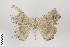  ( - ID 18736)  @13 [ ] Copyright (2013) Gunnar Brehm Institut fuer Spezielle Zoologie und Evolutionsbiologie, Friedrich-Schiller Universität Jena