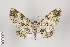 ( - ID 18749)  @14 [ ] Copyright (2013) Gunnar Brehm Institut fuer Spezielle Zoologie und Evolutionsbiologie, Friedrich-Schiller Universität Jena