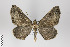  ( - ID 18928)  @14 [ ] Copyright (2013) Gunnar Brehm Institut fuer Spezielle Zoologie und Evolutionsbiologie, Friedrich-Schiller Universität Jena