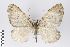  (Cophocerotis - ID 18963)  @14 [ ] Copyright (2013) Gunnar Brehm Institut fuer Spezielle Zoologie und Evolutionsbiologie, Friedrich-Schiller Universität Jena