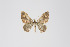  ( - ID 18986)  @12 [ ] Copyright (2013) Gunnar Brehm Institut fuer Spezielle Zoologie und Evolutionsbiologie, Friedrich-Schiller Universität Jena